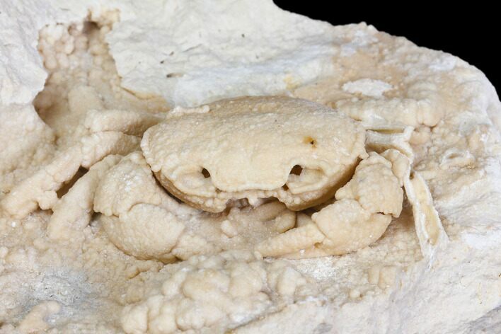 Fossil Crab (Potamon) Preserved in Travertine - Turkey #145044